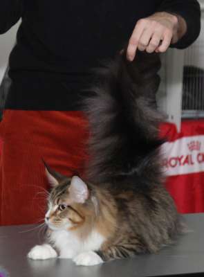 �������� ����� '������� ���-�����' 30 ������-1 ������� 2013., ������������ ��� 2353